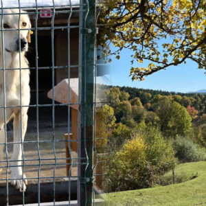 arazisi olmayan belediyeyeler nereye barinak kuracak 2Ils8MnH