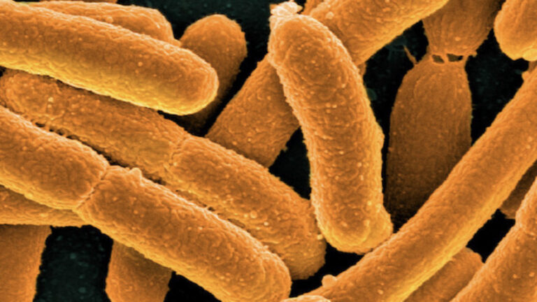 bilim insanlari bugune kadarki en sentetik canliyi olusturdu N8qNPcWp