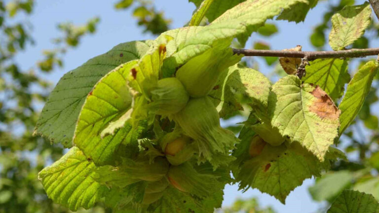 findikta erken hasat uyarisi tarih belirtildi gJkyQmmO