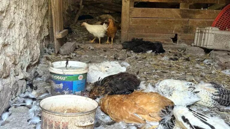 kopek-saldirisinda-40-tavugunu-kaybeden-girisimciden-feryat-E36cBSkm.jpg