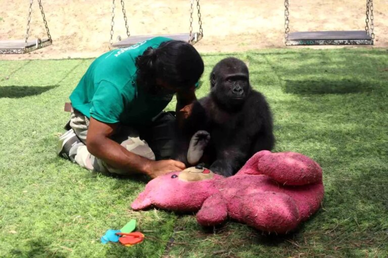 zeytin yavru goril nijeryaya donuyor F9JTg73u