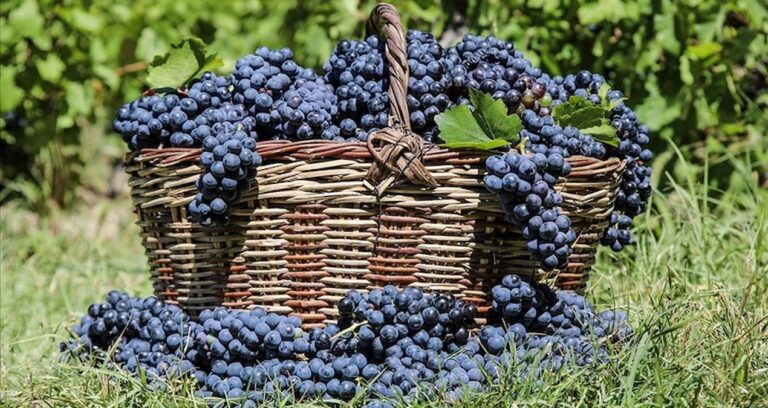 3 bin yillik tat cografi isaretli uzumunun hasat zamani geldi lMSdO6mb