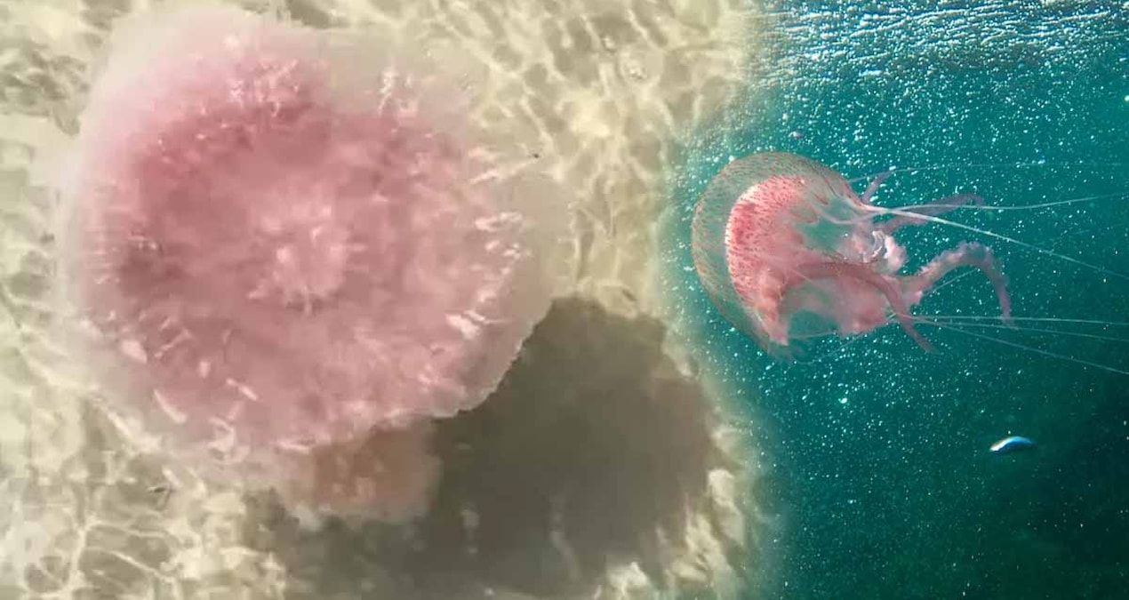 50 kiloluk dev denizanasi kiyiya vurdu herkes kacisti ama gercek cok baskaydi EFYfXUcp