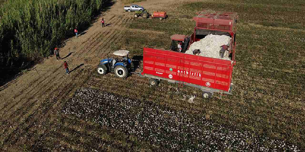 40 bin dekar alanda uretiliyor beyaz altin olarak biliniyor dsvCCeQb.jpg