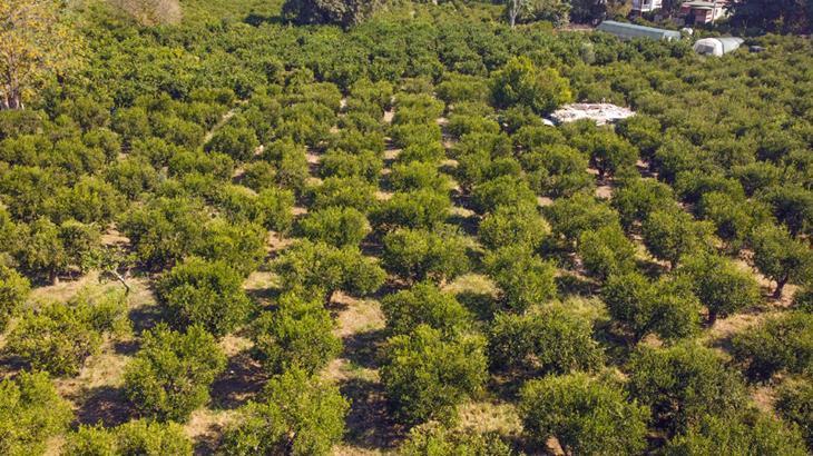 bodrum mandalinasinda rekolte beklentisi yuksek hncCPRTn.jpg