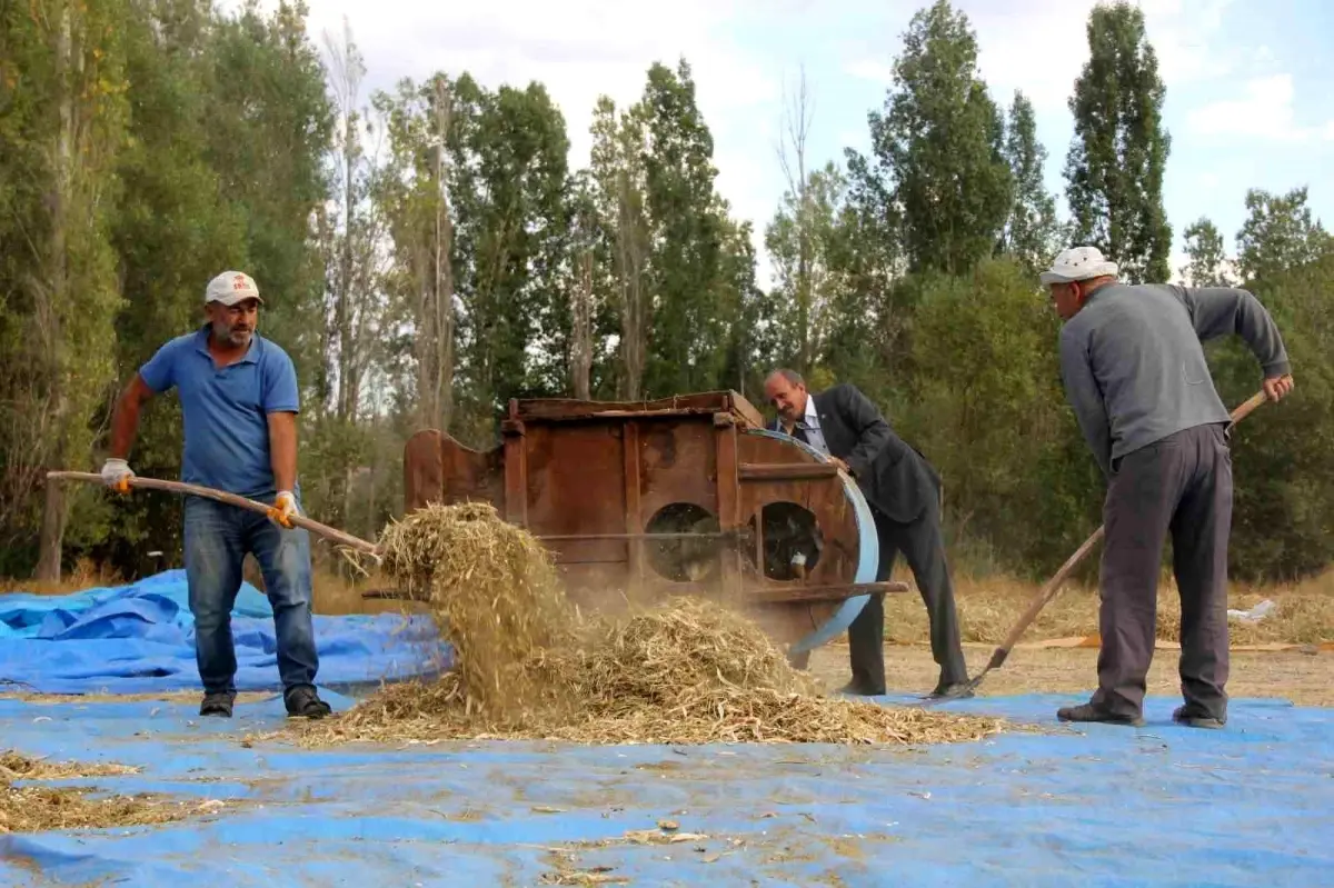 geleneksel yontemlerle ata tohumu fasulye uretimi AQPC8QJe