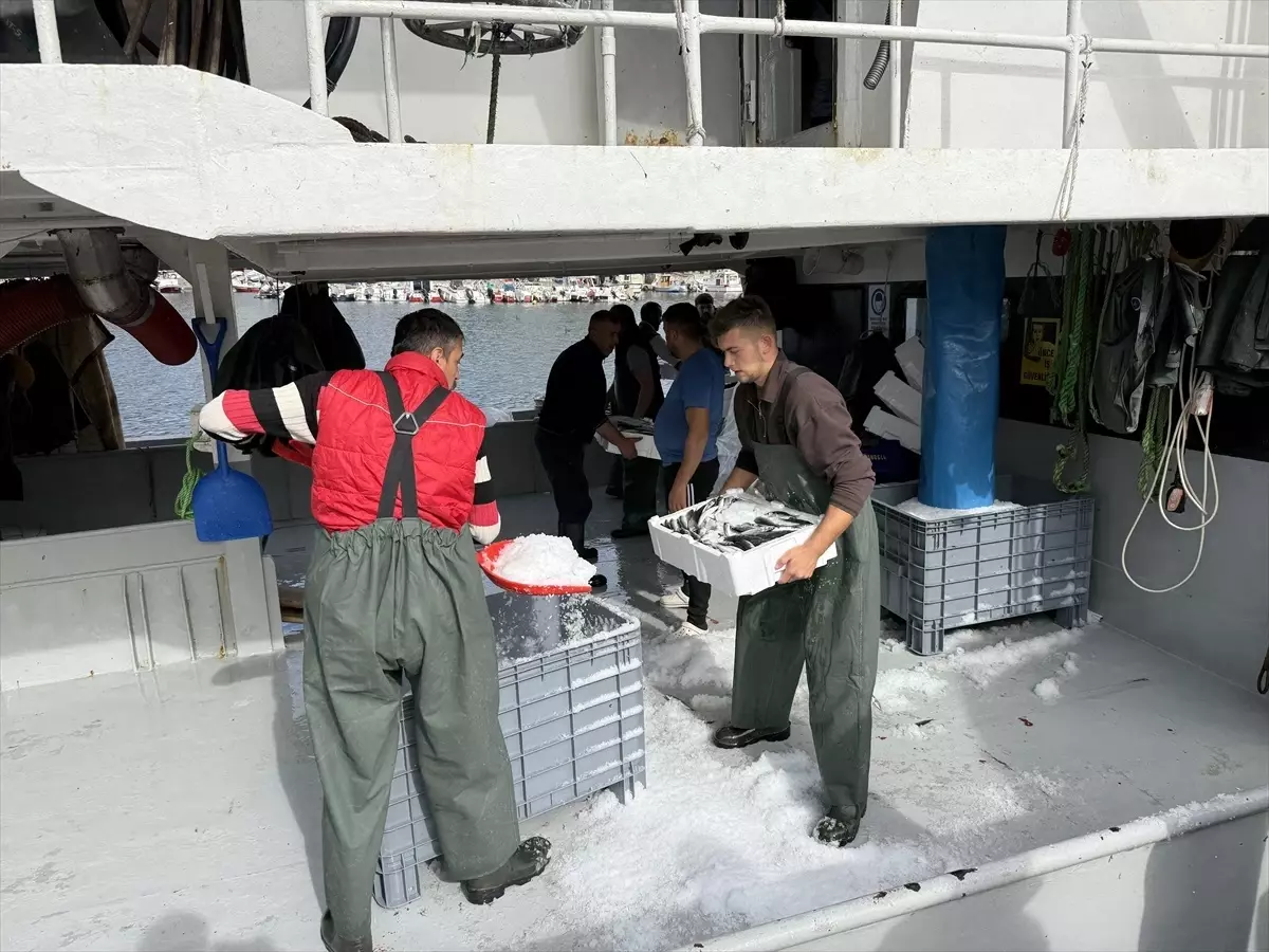 tekirdagli balikcilar istavritle dolu donuyor aIC16vS7