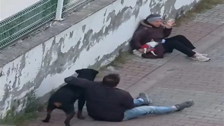 umraniyede-agizliksiz-gezdirilen-rottweiler-kucuk-irk-kopege-saldirdi-qKyb5TPy